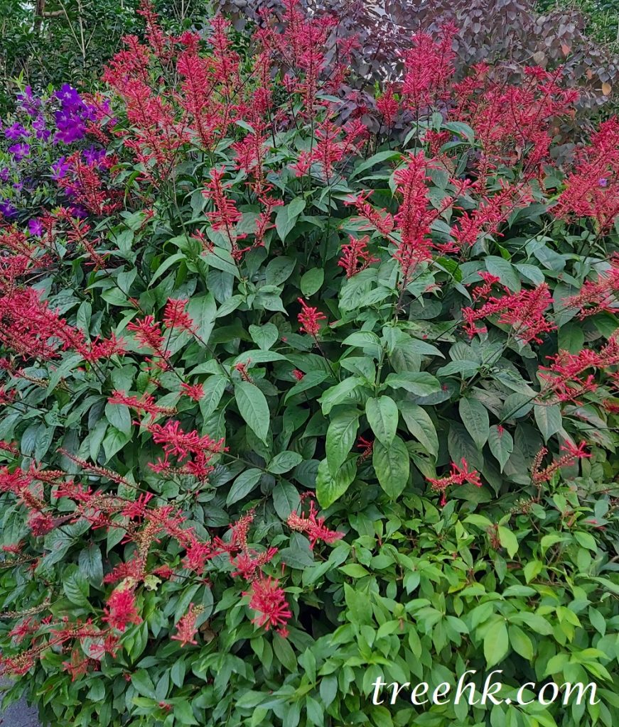 盛開紅樓花