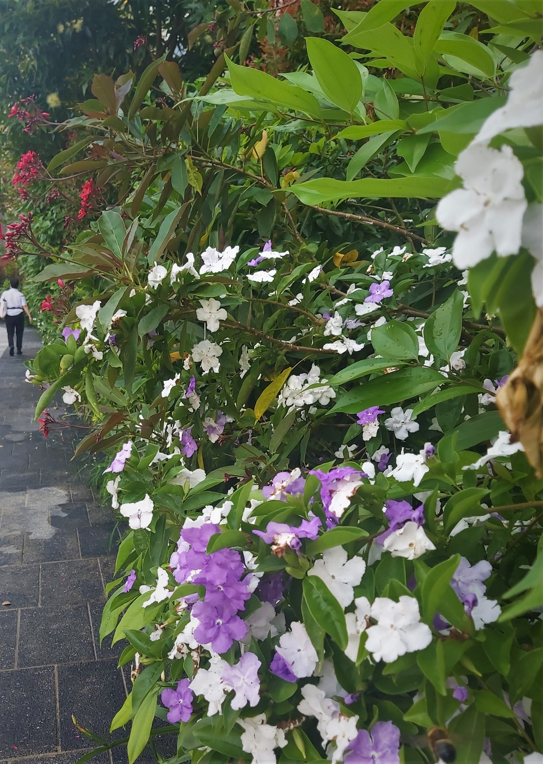 雙色茉莉 雙色茉莉