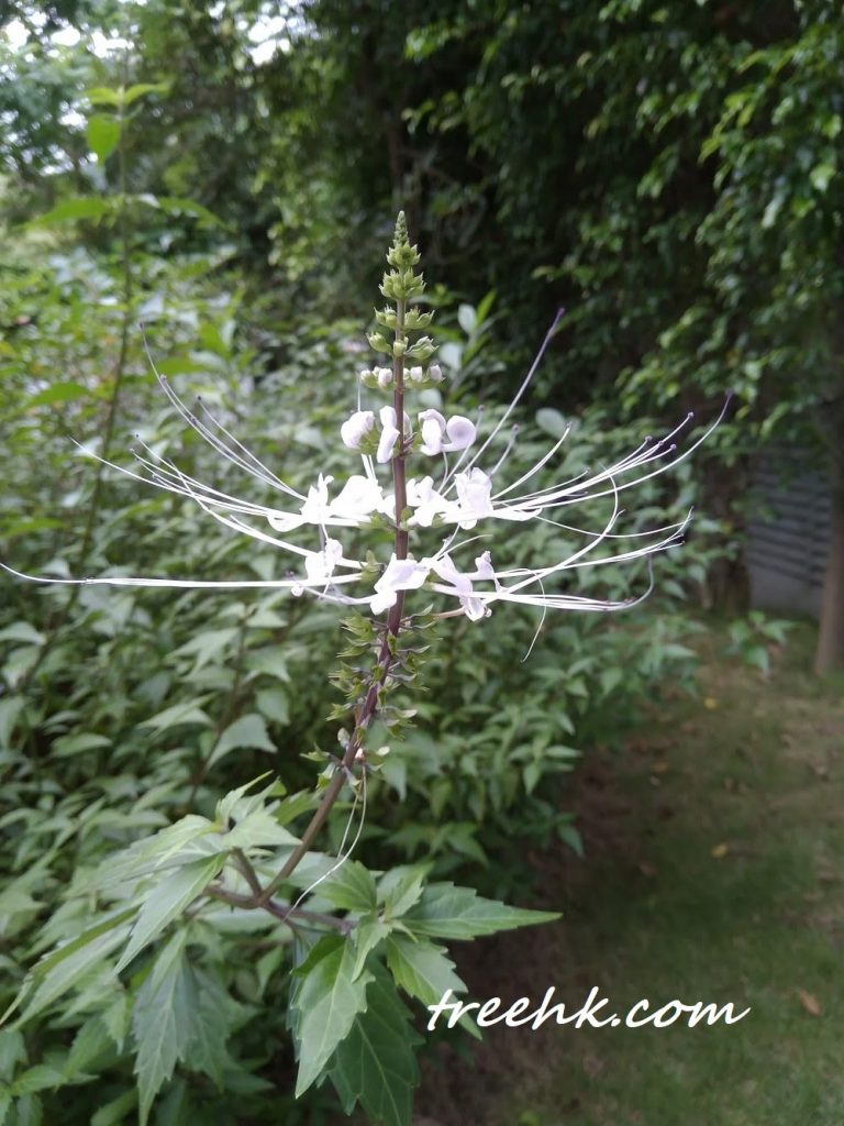 貓鬚草,腎茶、腎草 貓鬚草,腎茶、腎草