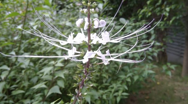 貓鬚草，腎茶、腎草