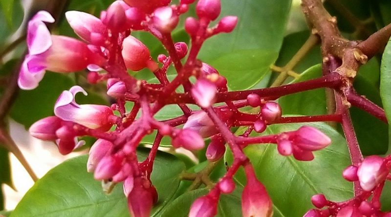楊桃樹花紅紫色