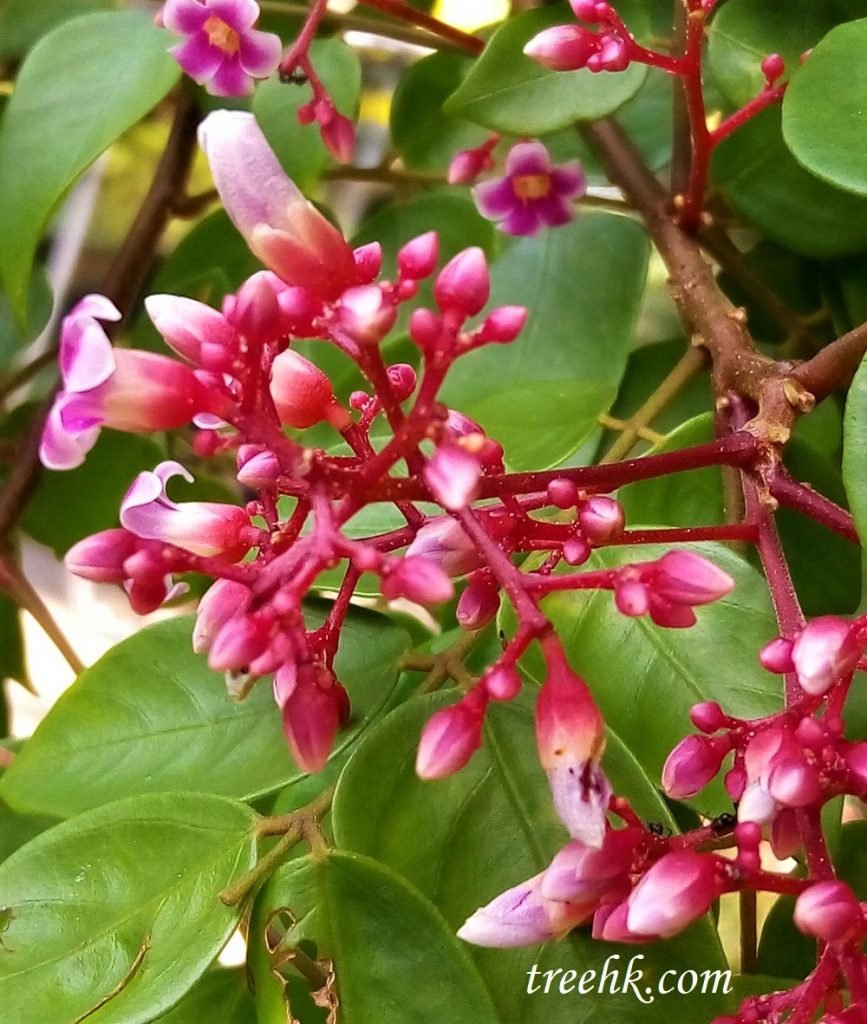 楊桃樹花紅紫色