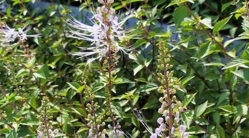 貓鬚草 Cat's-whiskers ，Cat’s moustache