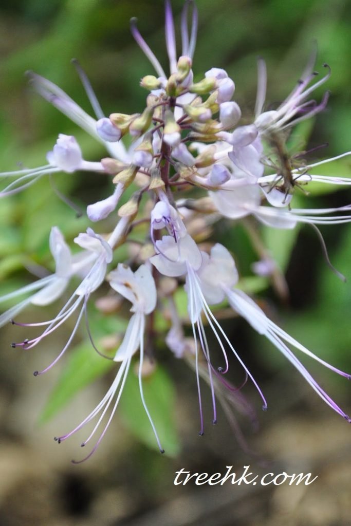 貓鬚草雄蕊似貓鬚