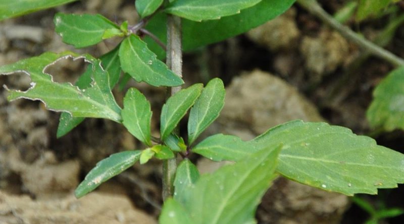 用於植物觀賞用貓鬚草