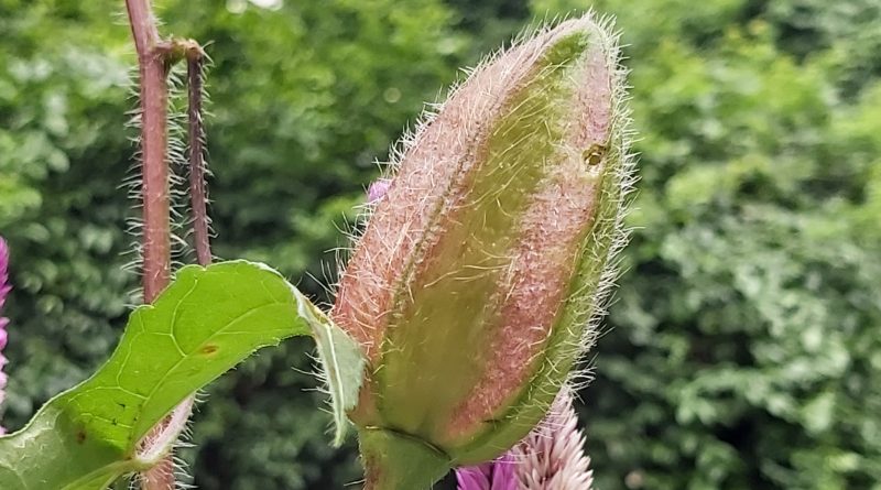 青葙替虎斑蝶等昆蟲提供大量花蜜