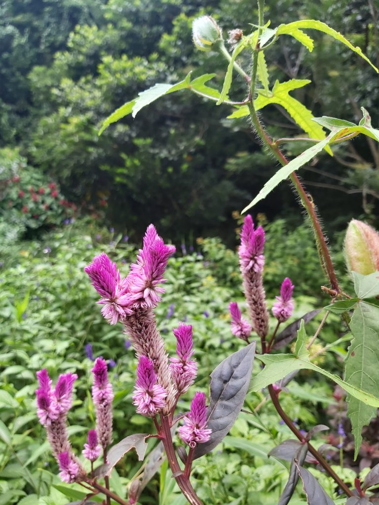 青葙生命力強,青葙花期在五至八月,花披針形。 青葙生命力強,青葙花期在五至八月,花披針形。