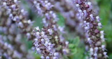 凉粉草總狀花序 (raceme)， 花小，輪生