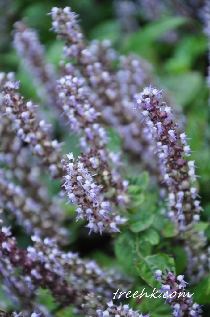 凉粉草總狀花序 (raceme)， 花小，輪生