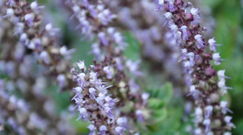 凉粉草總狀花序 (raceme)， 花小，輪生