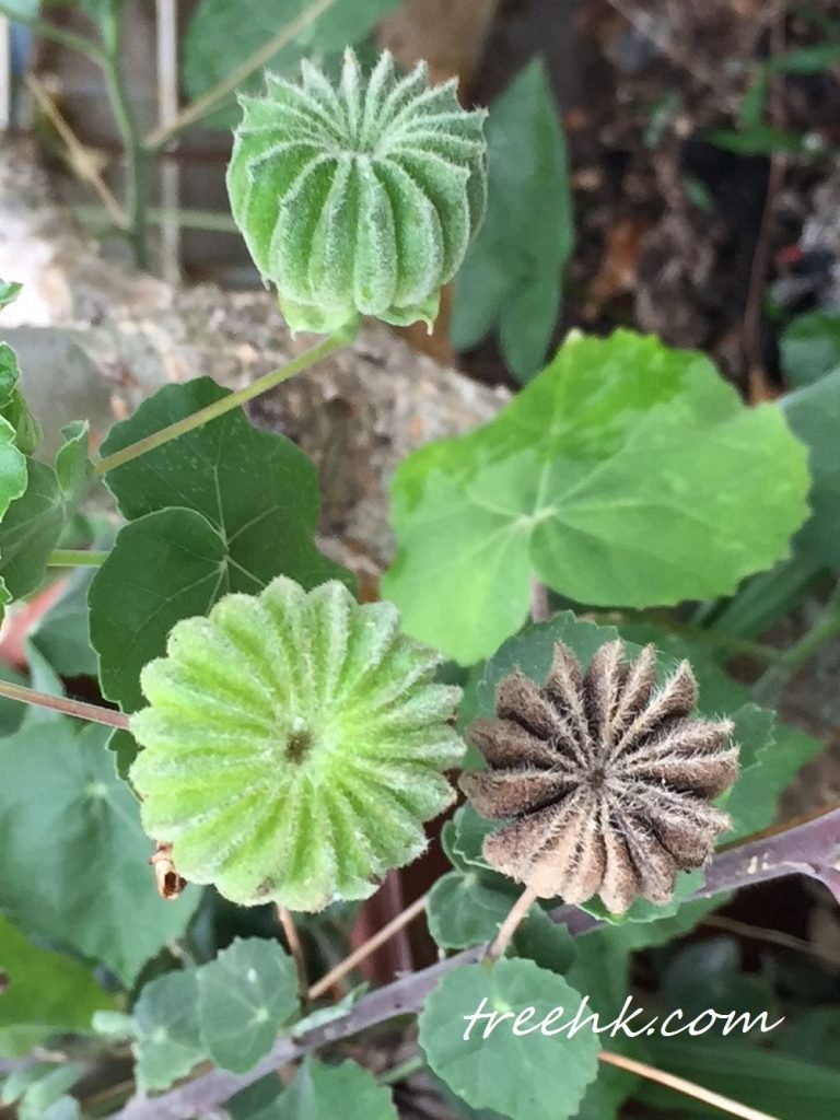 磨盤草果實頂端平截，似磨盤