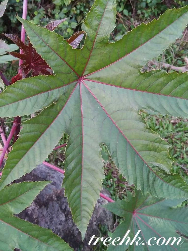 蓖麻葉掌狀分裂