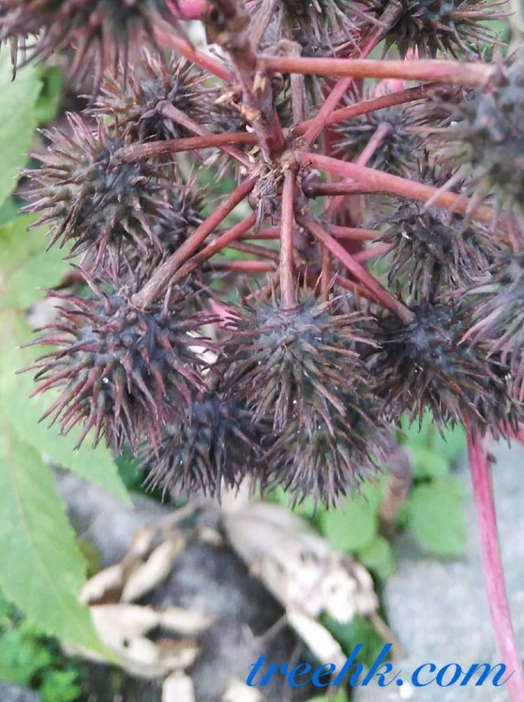 圓錐花序, 葉掌狀分裂 蓖麻軟刺蒴果