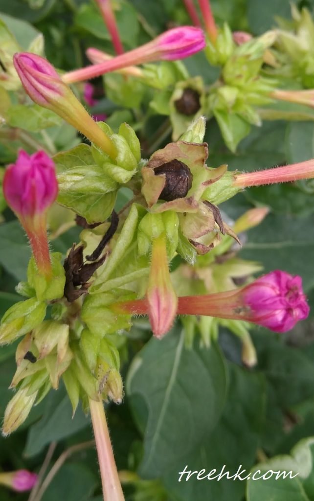 紫茉莉花單生，有短花柄，具花萼狀總苞