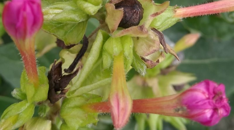 紫茉莉花單生，有短花柄，具花萼狀總苞