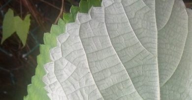 苧麻頂端漸尖，邊緣有粗鋸齒，上面綠色，下面密被緊貼交織的白色綿毛