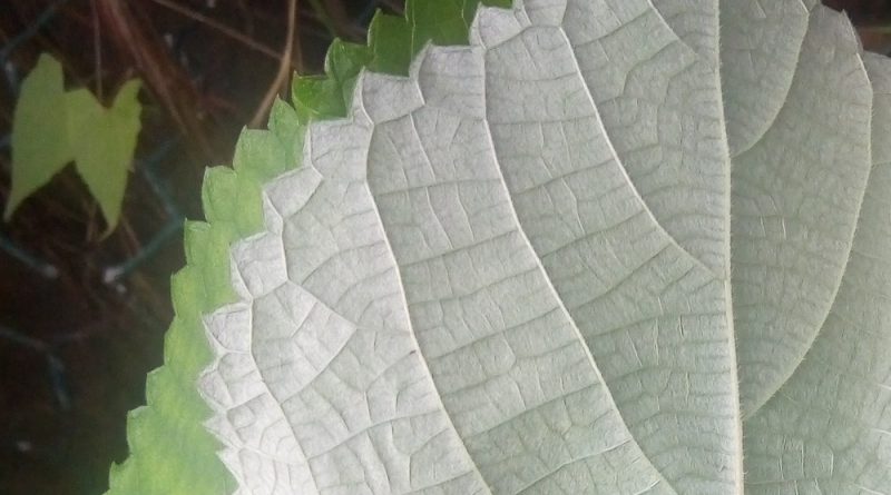 苧麻頂端漸尖，邊緣有粗鋸齒，上面綠色，下面密被緊貼交織的白色綿毛