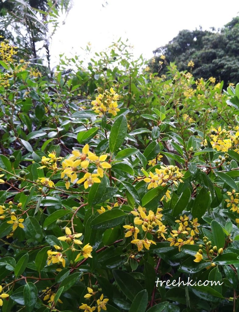 金英樹 Thryallis glauca (Cav.) Kuntze