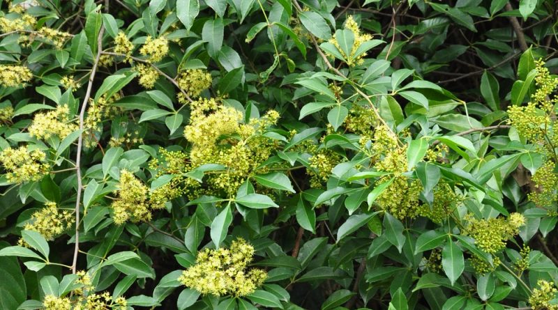 芸香科 Rutaceae飛龍掌血屬 Toddalia 葉頂部尾狀長尖或急尖而鈍頭。