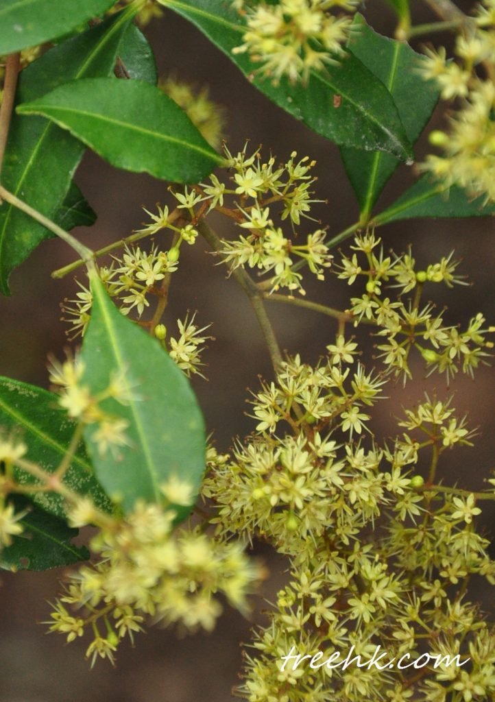 飛龍掌血夏季開白色、青色或黃色花，花單性。