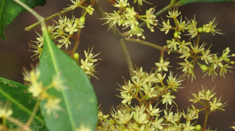 飛龍掌血夏季開白色、青色或黃色花，花單性。