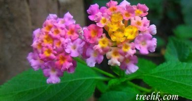 馬纓丹四季開花，頭狀花序