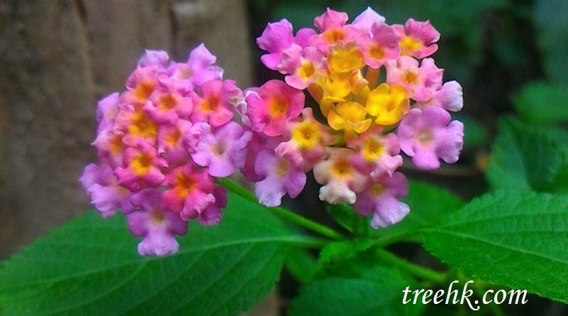 馬纓丹四季開花，頭狀花序