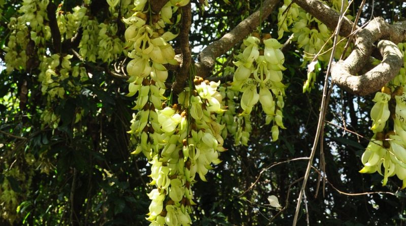 單 一 花序 可 長 出 多 達 二、 三 十 朵 花