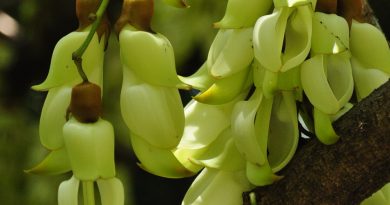 白花油麻藤 白色淡黃