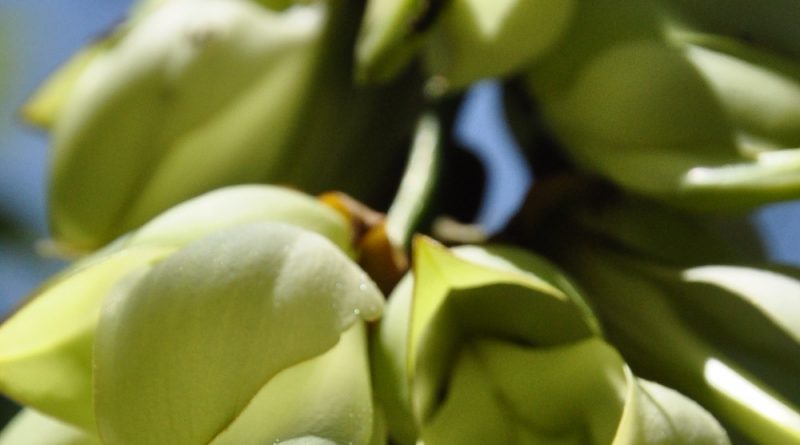 白花油麻藤 Mucuna birdwoodiana
