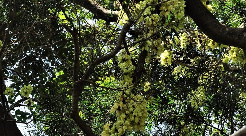 白花油麻藤沿著大樹生長