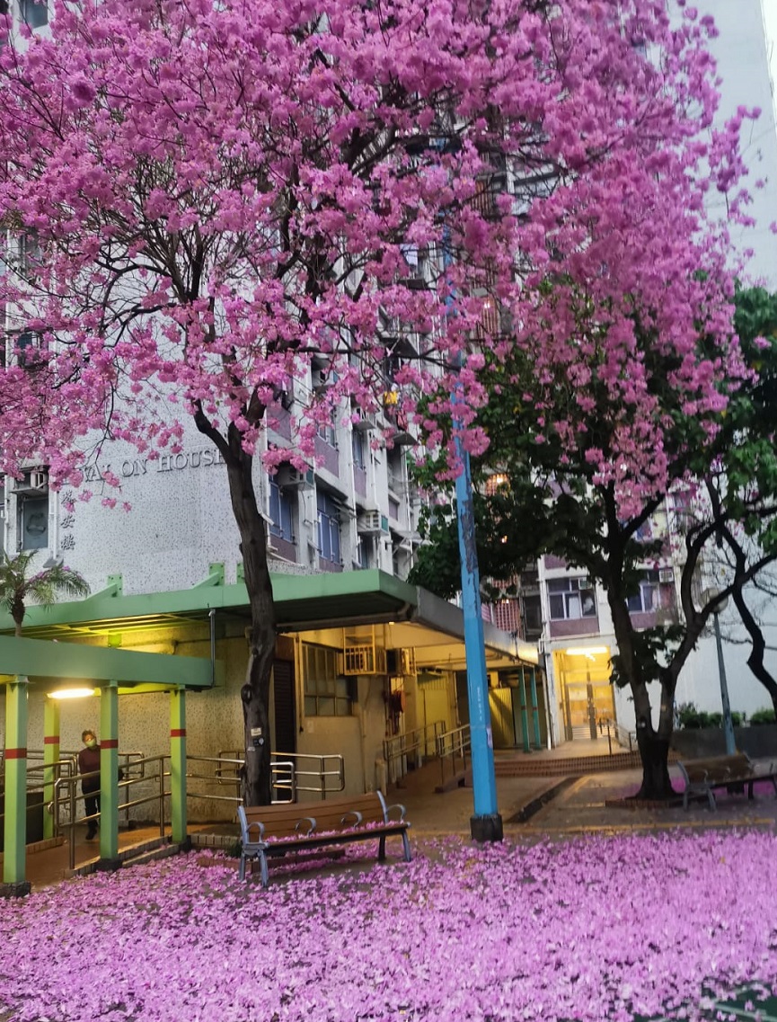 紅花風鈴木Tabebuia rosea 紅花風鈴木Tabebuia rosea