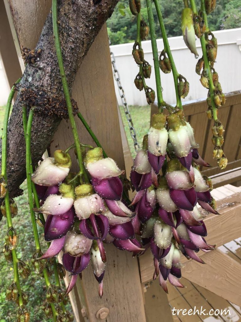 豆科紫禾雀花- photo courtesy of Kwai 豆科紫禾雀花- photo courtesy of Kwai