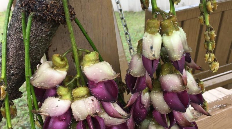 豆科紫禾雀花- photo courtesy of Kwai