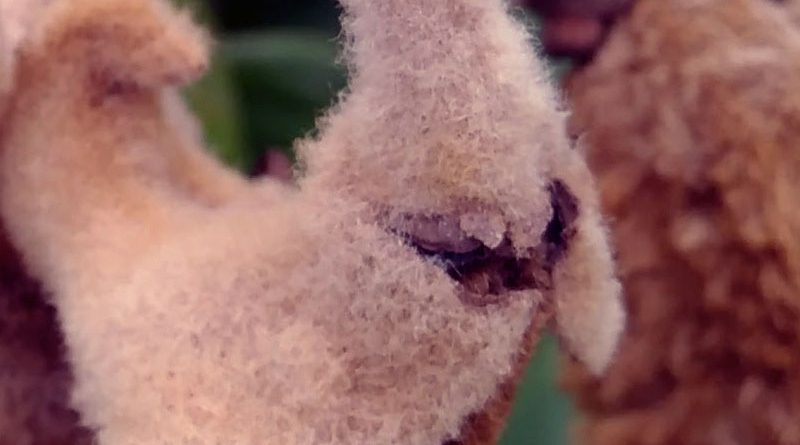 貓尾木_Cat-tail Tree