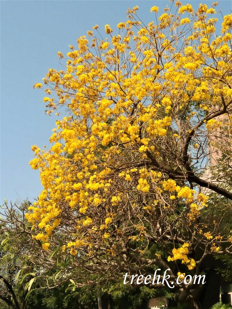 南昌公園黃花風鈴木/黃鐘木 Tabebuia chrysantha