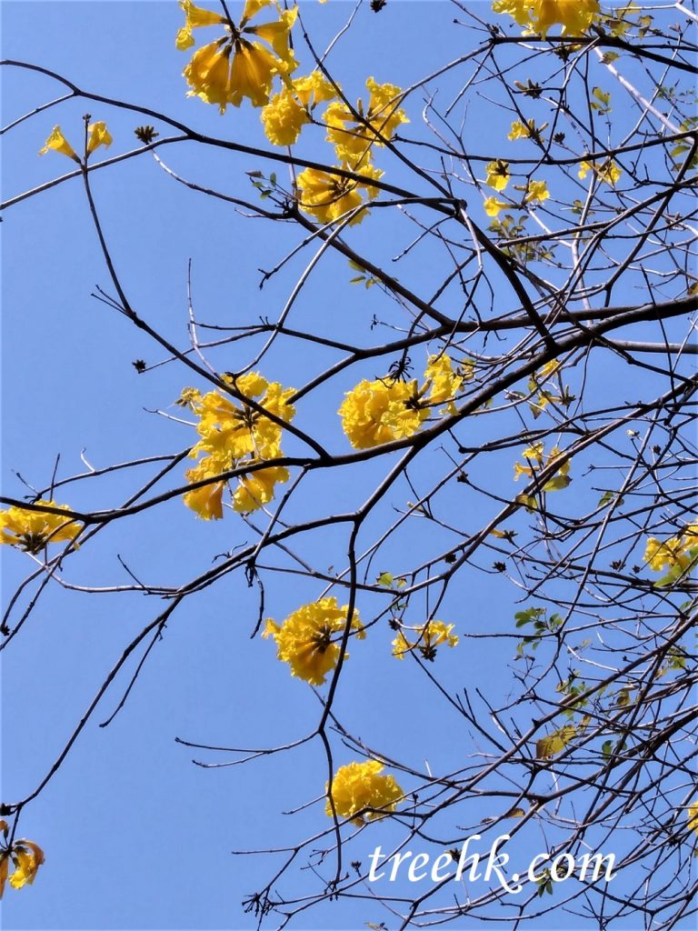 黃澄澄、金燦燦黃花風鈴木/黃鐘木