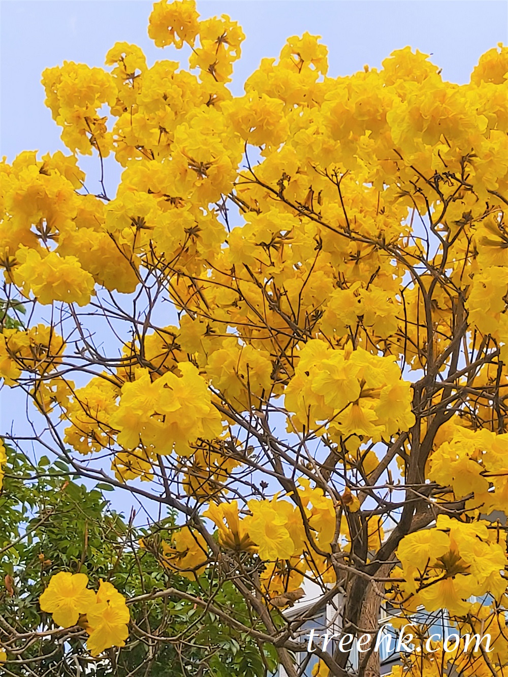 盛放黃花風鈴木 盛放黃花風鈴木