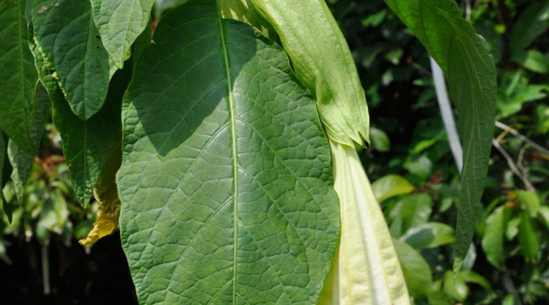 白花曼陀羅中文別名： 洋金花，風茄花