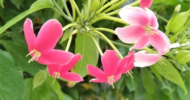 使君子頂生穗狀花序組成傘房狀花序