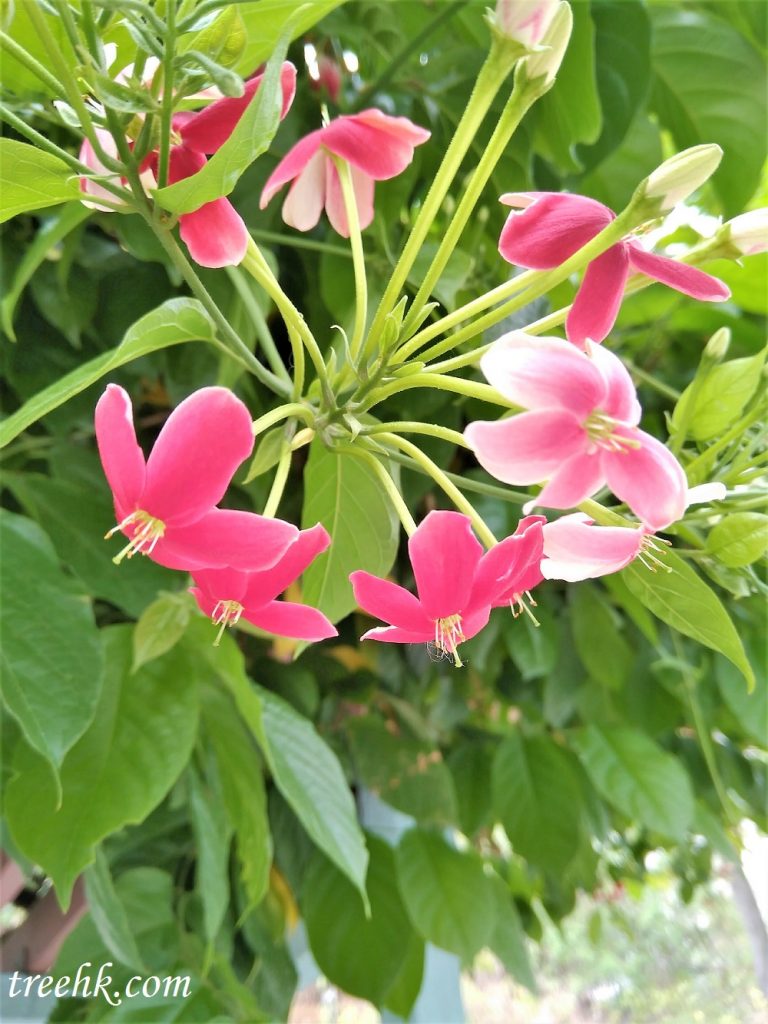 使君子頂生穗狀花序組成傘房狀花序 使君子頂生穗狀花序組成傘房狀花序