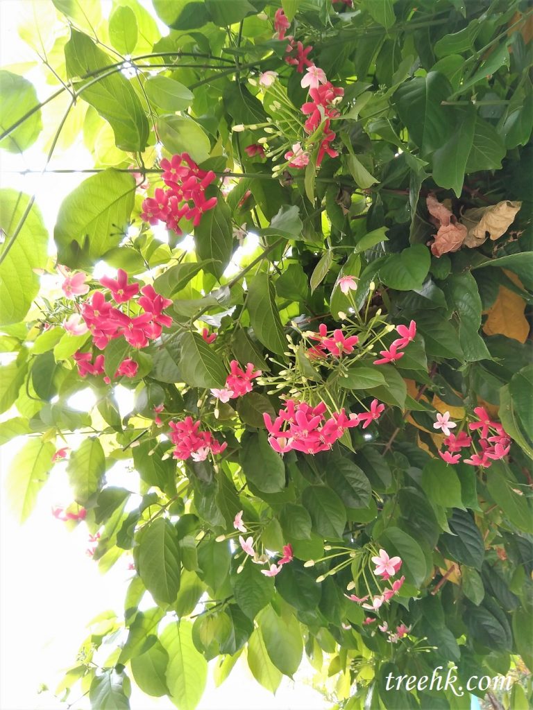 使君子屬落葉攀援性植物 使君子屬落葉攀援性植物