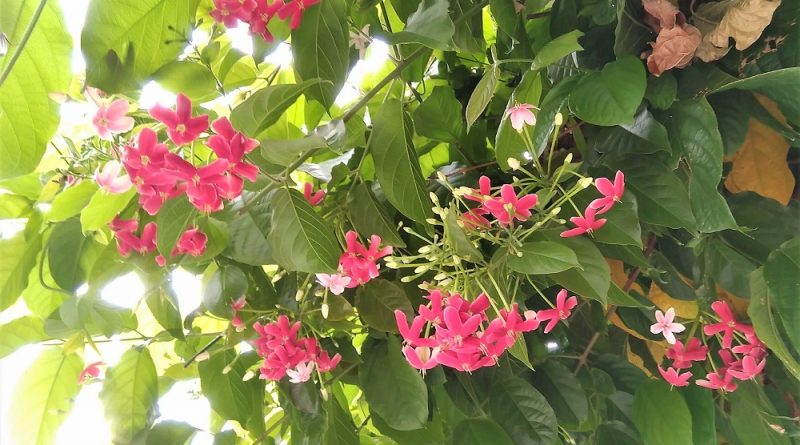 使君子屬落葉攀援性植物