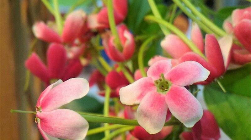 使君子花朵初呈白色，逐轉為淺紅色。花瓣五塊