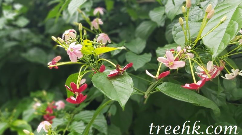 使君子開花需要較多的施肥和修剪
