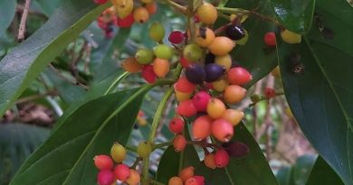 珊瑚樹成熟時果實變紅色