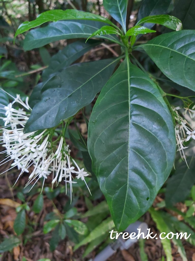 香港大沙葉葉片厚革質 , 面上佈滿固氮菌瘤