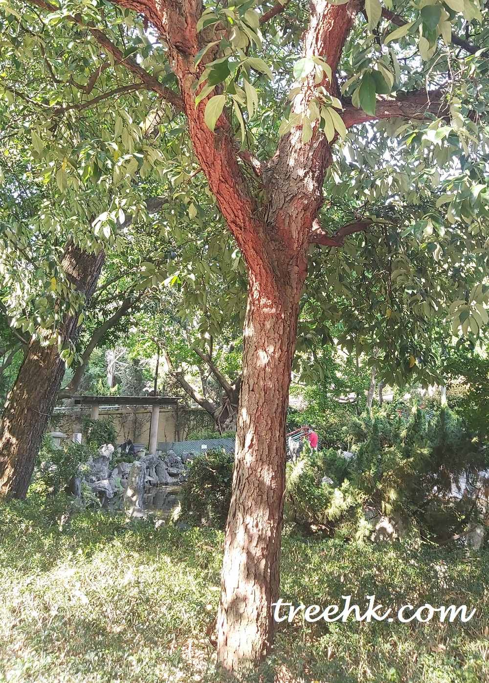 在陽光下,它的樹皮呈鐵紅色 在陽光下,它的樹皮呈鐵紅色