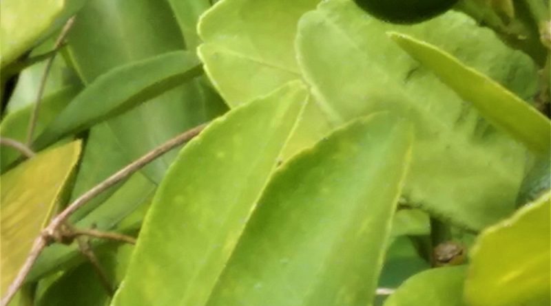 適宜種植氣候桔：熱帶氣候，亞熱帶冬季降雨和亞熱帶夏季降雨