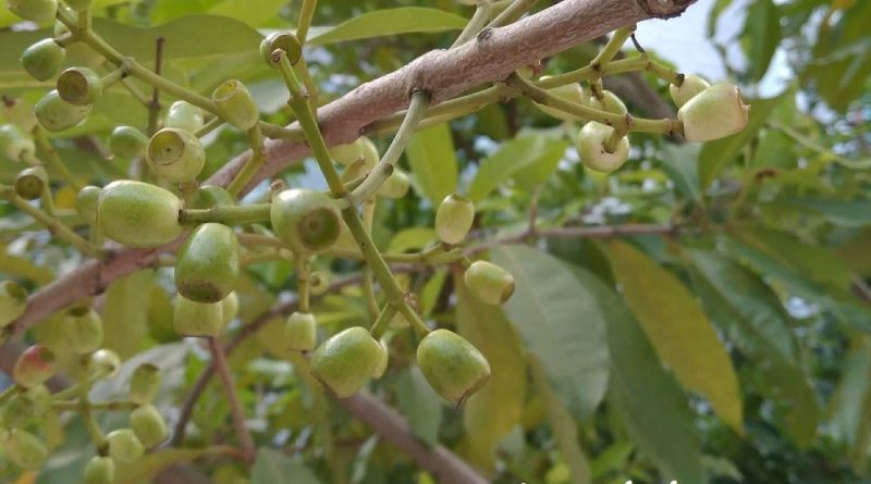 Cleistocalyx nervosum 水翁